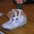 I Has A Shoe