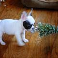 I Has A Tree