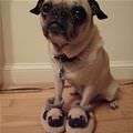 I Has Puppy Shoes