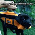 Important Lab Results