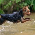 Jumping Puppy