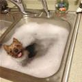 Just Getting A Bath