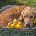 Just In The Dog Bath