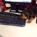 Keyboard Puppy