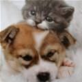 Kitten And Puppy