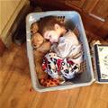 Laundry Basket Snuggle Session