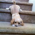 Learning To Use The Steps