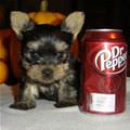 Little Dr Pepper