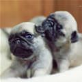 Little Pugs