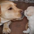 Little Puppy Kiss