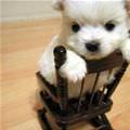 Little Tiny Rocking Chair