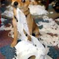 Messy Puppy