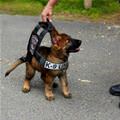 Mini K9 Unit