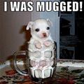 Mugged