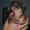 My Cute Yawn