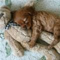 My Teddy