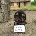 Nice Puppy