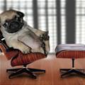 Office Pug