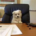 Office Puppy