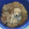 One Bucket Of Puppies