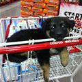 One Cart Of Puppy