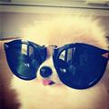 One Cool Puppy