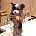 One Glass Of Puppy