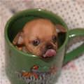 One Tiny Cup Of Puppy