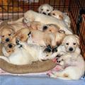 Pile Of Puppies