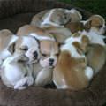 Pile Of Puppies