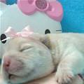 Pink Bow Puppy