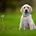 Playing With The Flowers