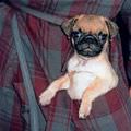 Pocket Pug