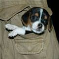 Pocket Puppy