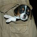 Pocket Puppy