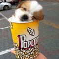 Popcorn Sized