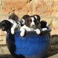 Pot Of Puppies