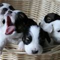 Pup Basket