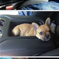 Pup Holders