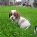 Pupp In The Grass