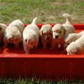 Puppies Cooling Off