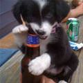 Puppies First Beer