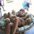 Puppies So Many Puppies