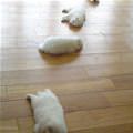 Puppies Spread Out