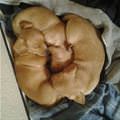 Puppies Staying Warm