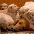 Puppies Swarming