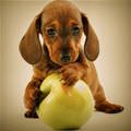 Puppy And Apple