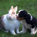 Puppy And Bunny