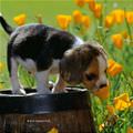 Puppy And Flower