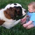 Puppy And Kid